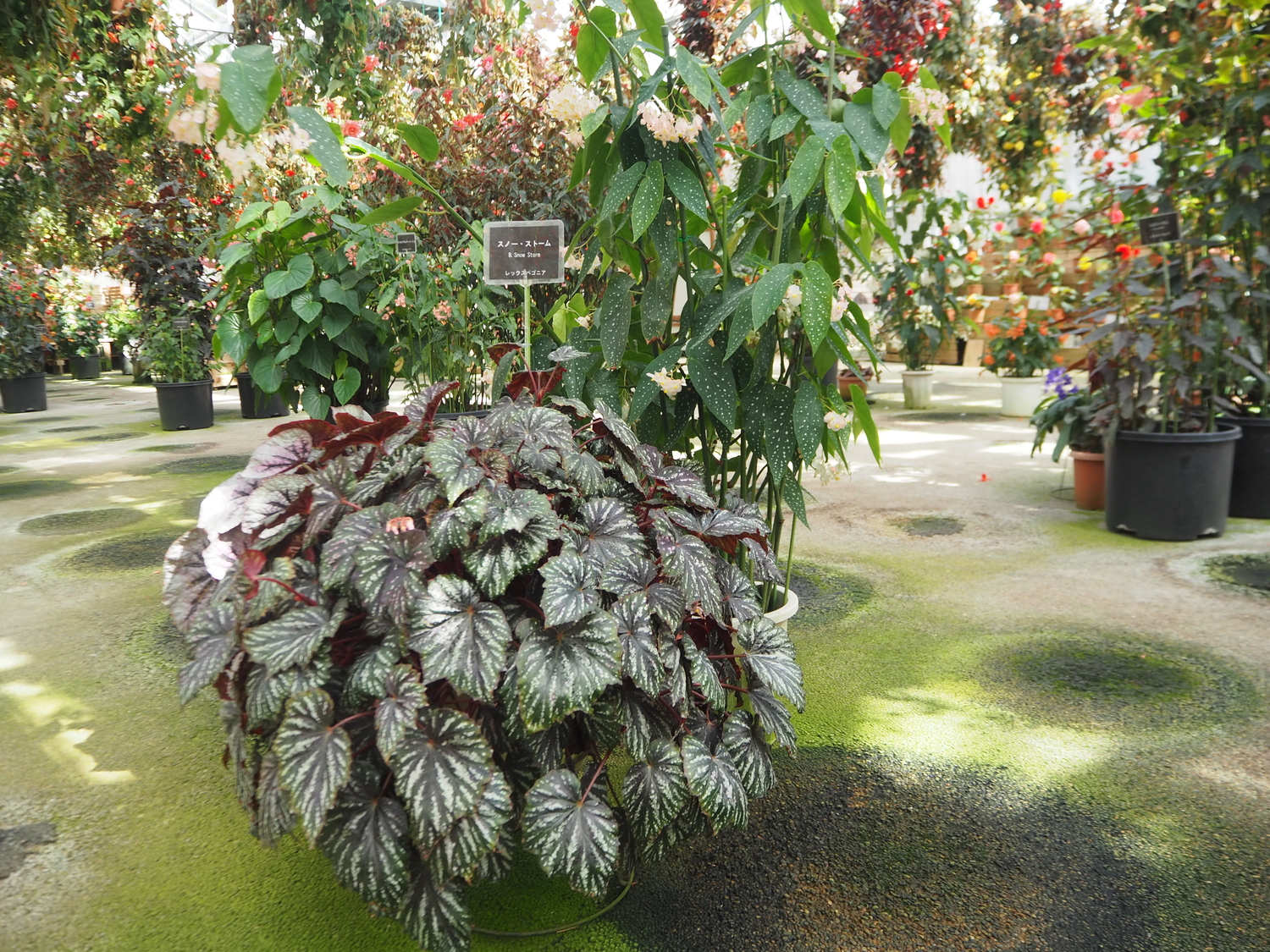 日光花いちもんめ