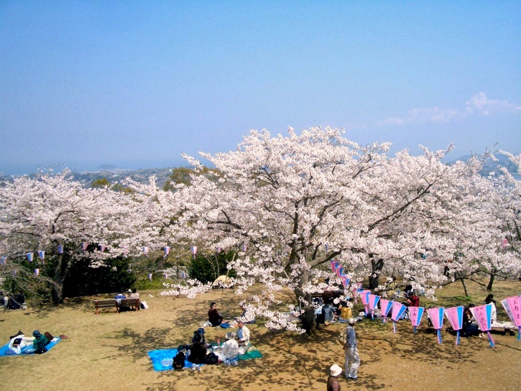 衣笠さくら祭