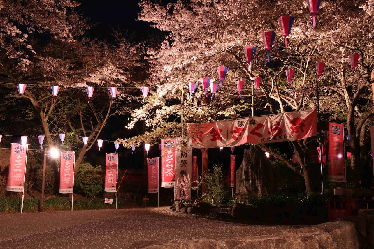衣笠さくら祭ライトアップ