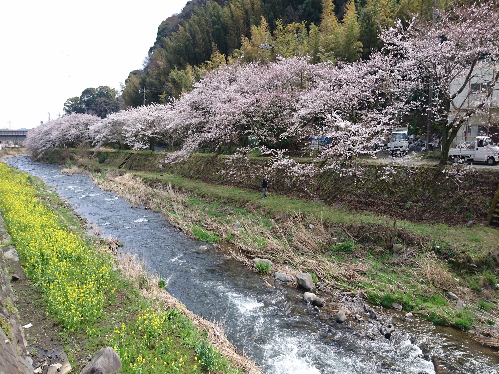 千歳川桜並木3
