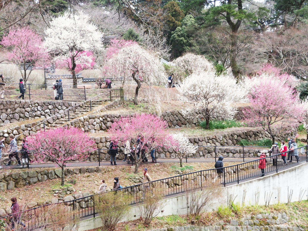 熱海梅園