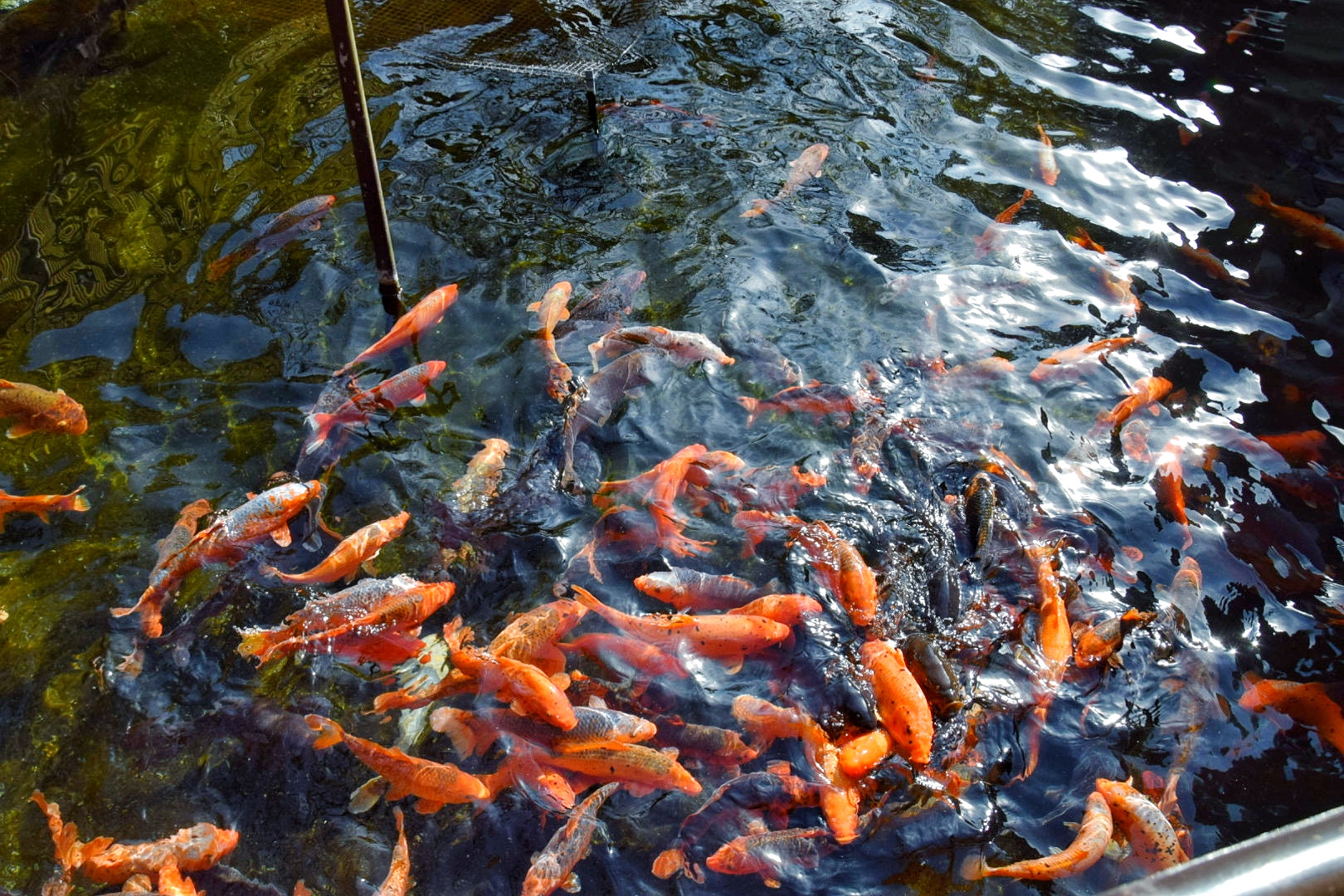 佐野_公園荘_庭園
