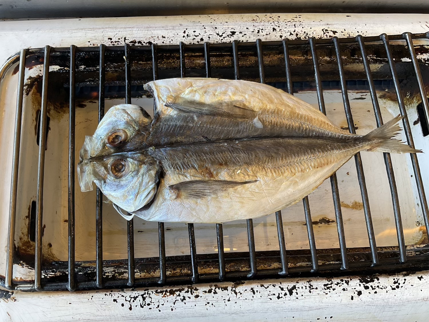 ふじいち　アジの開き
