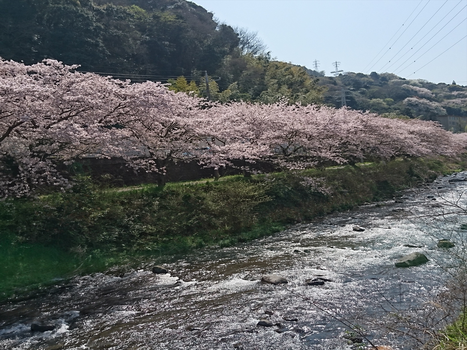 千歳川桜並木1