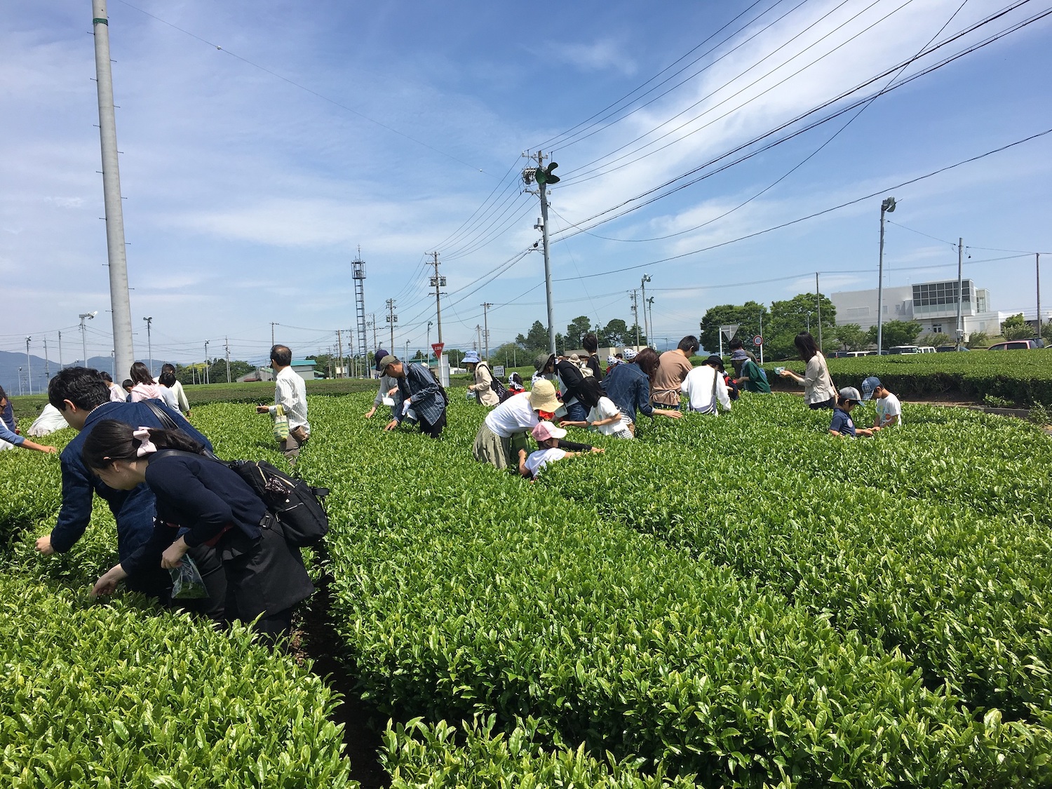 茶の都9