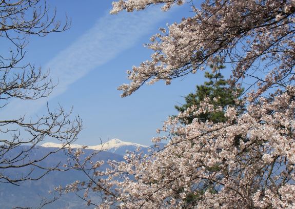 【山梨・山之神千本桜】桜が楽しめる登山コース!八ヶ岳の大パノラマも