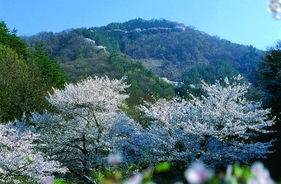 山梨・山之神千本桜2