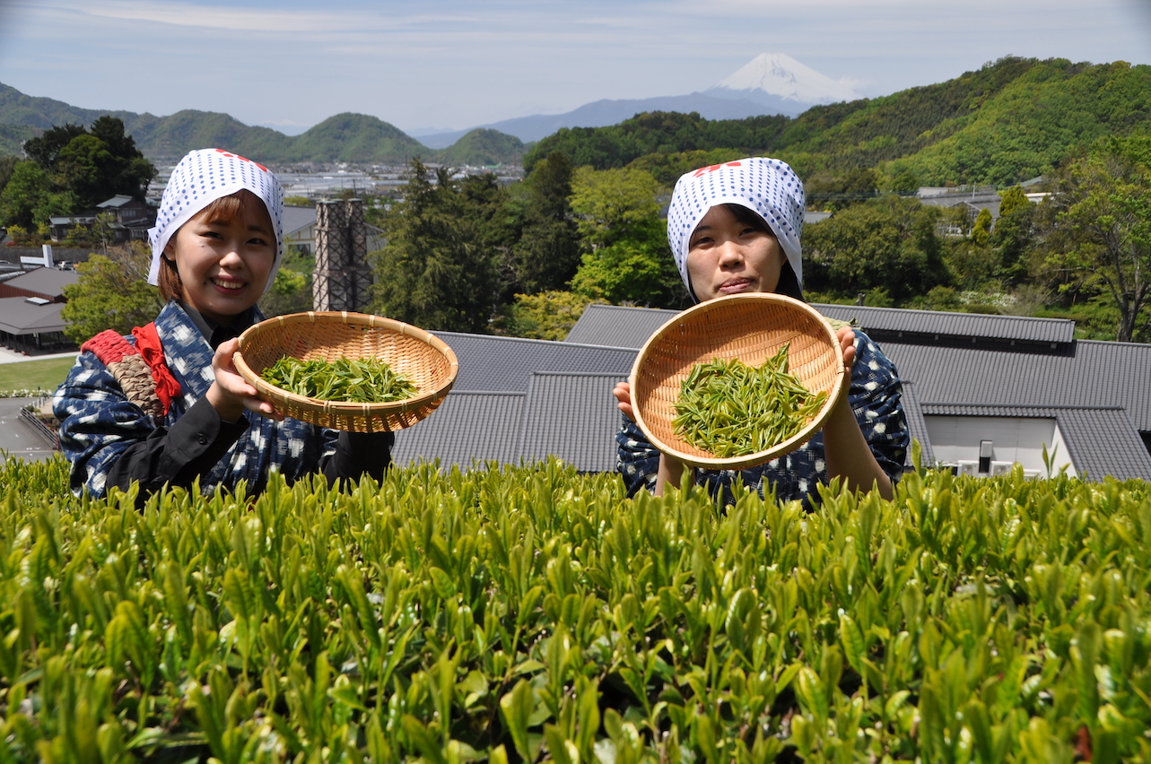 蔵屋鳴沢＿お茶摘み体験