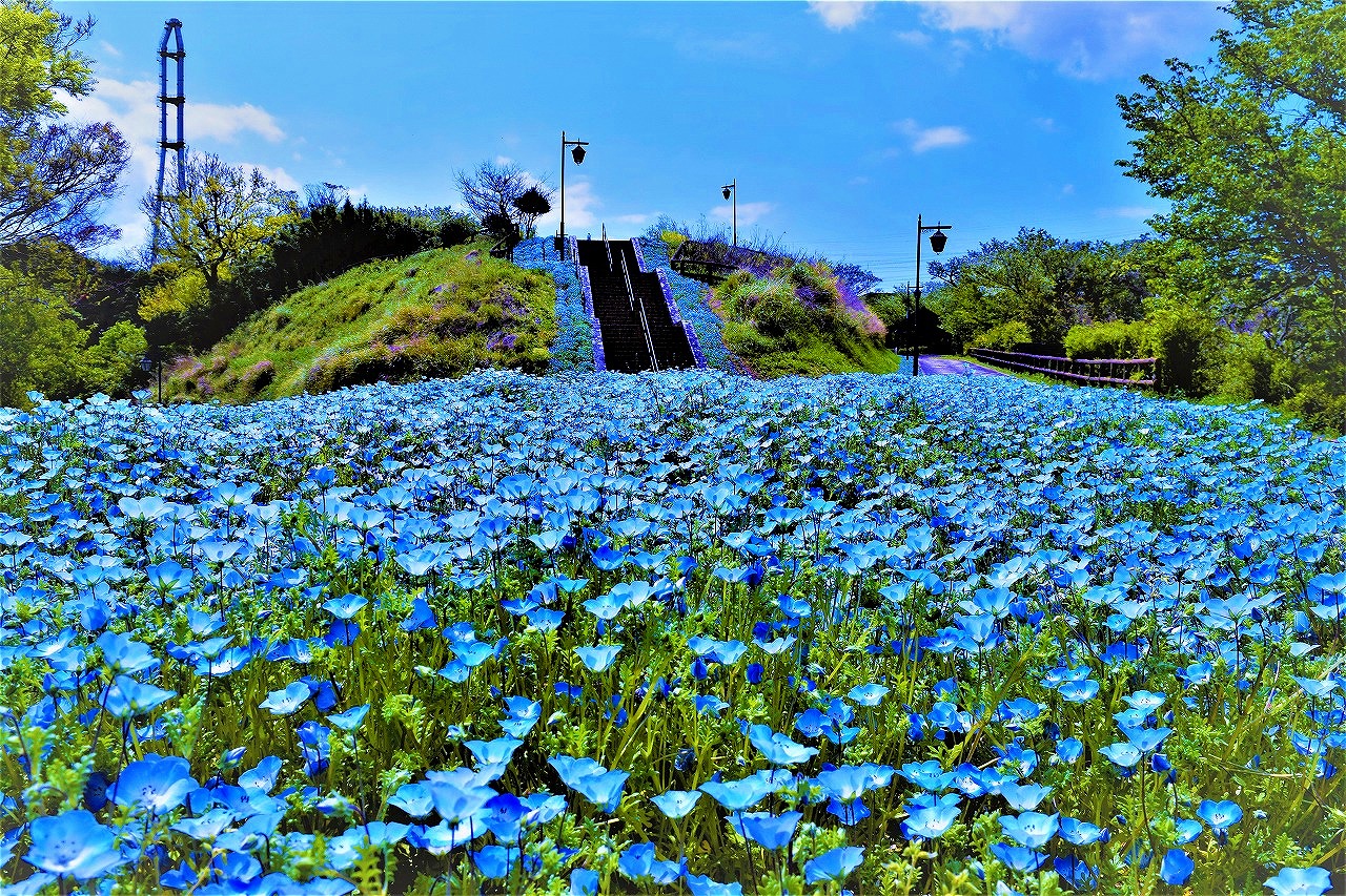 くりはま花の国