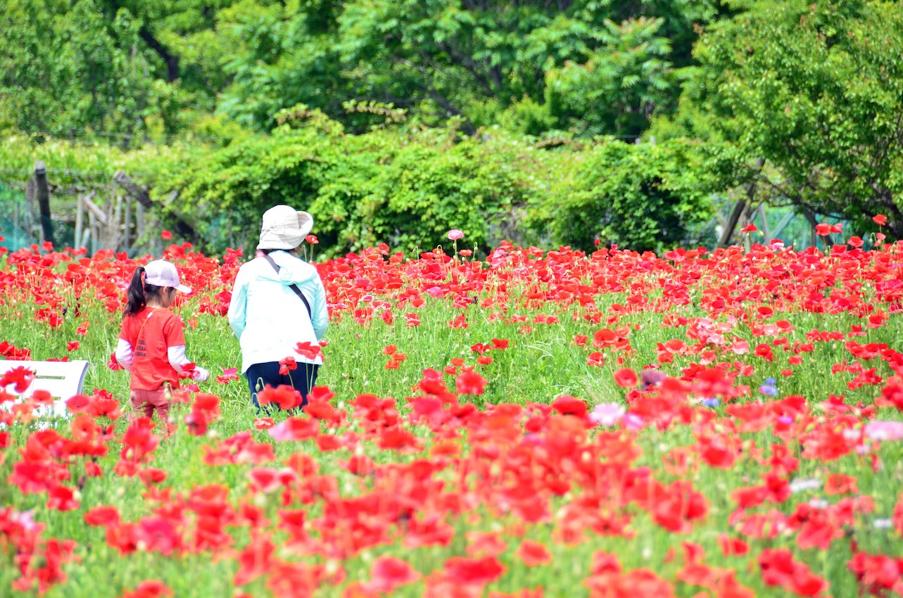 岩森の花畑