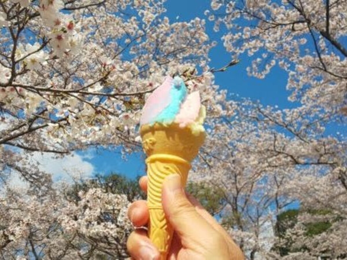 八幡山公園お花見