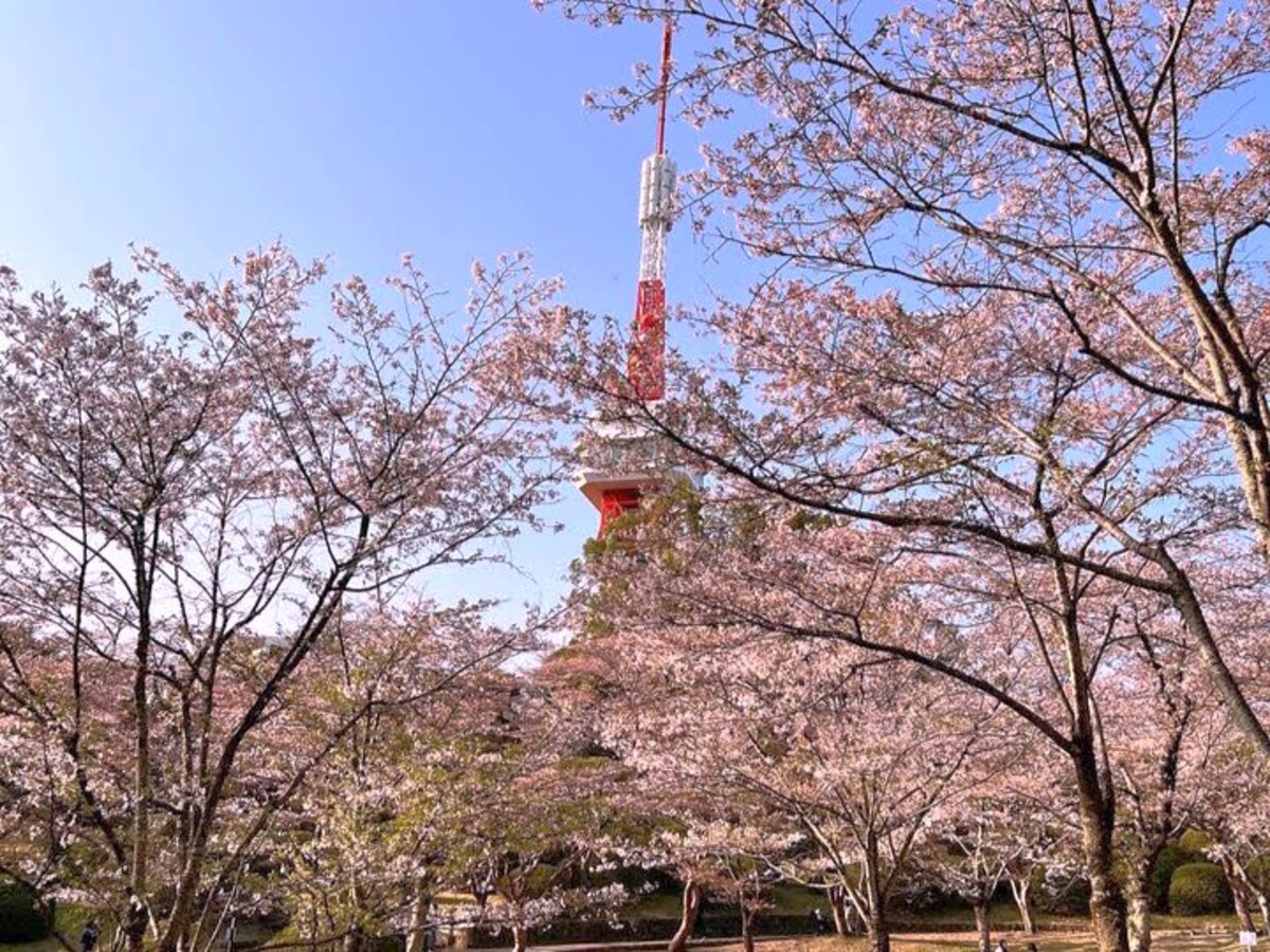 八幡山公園2