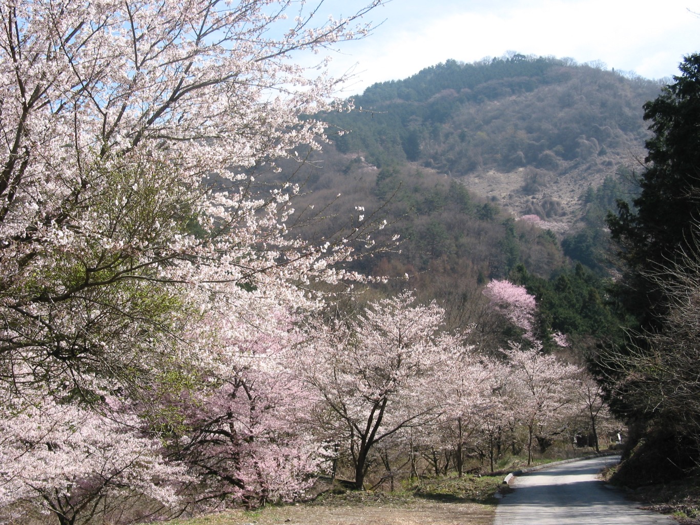 桜と登山道