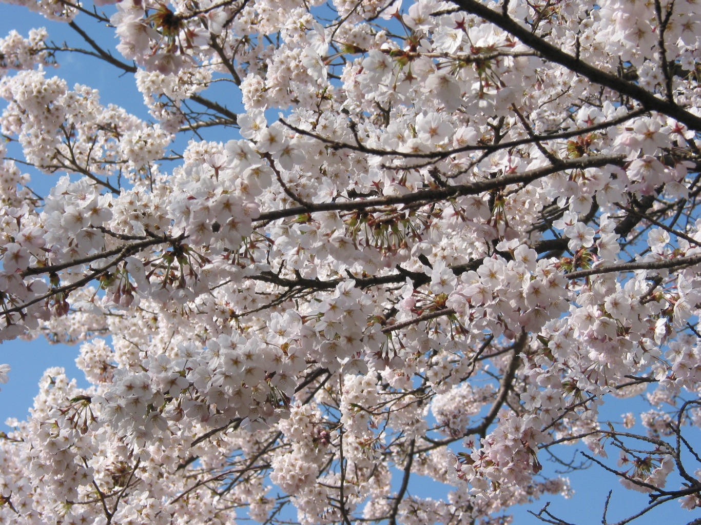 満開の桜
