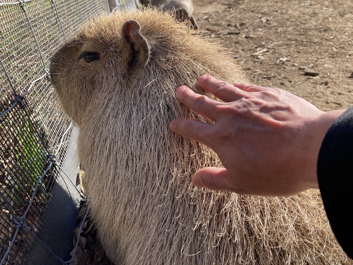 袖ヶ浦ふれあいどうぶつ縁_ふれあいカピバラ