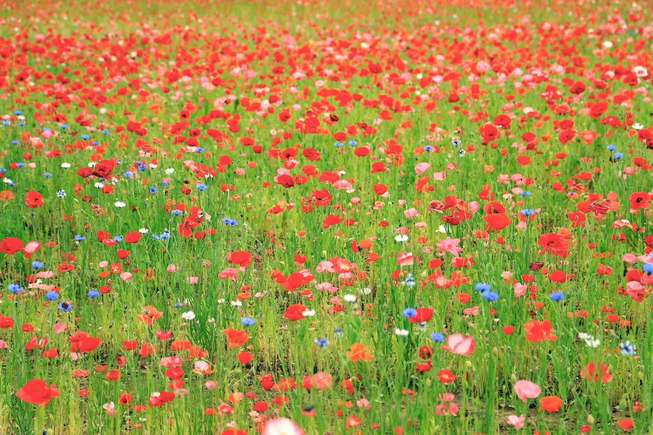 甲斐市】畑一面が真っ赤に染まる！岩森の花畑でポピーの花が開花