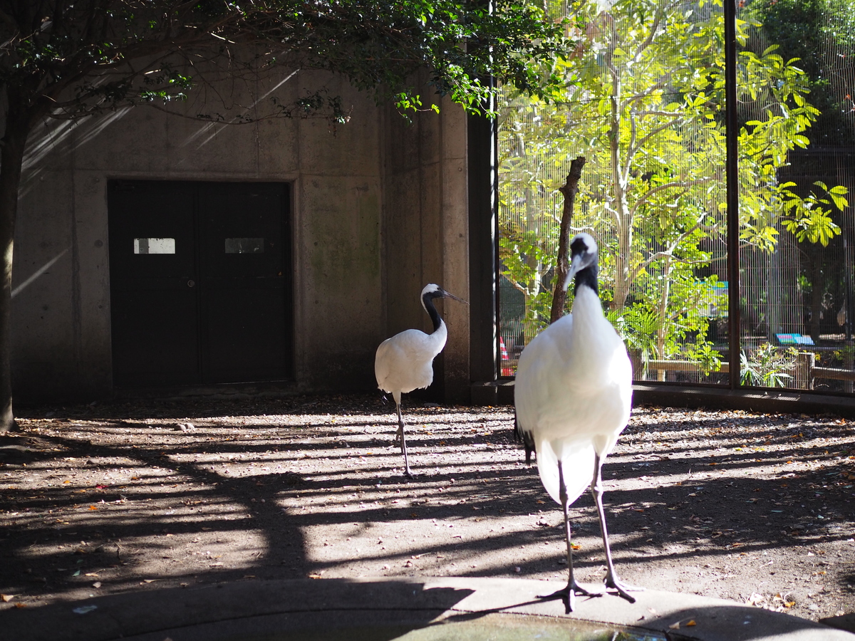 八幡山公園タンチョウ