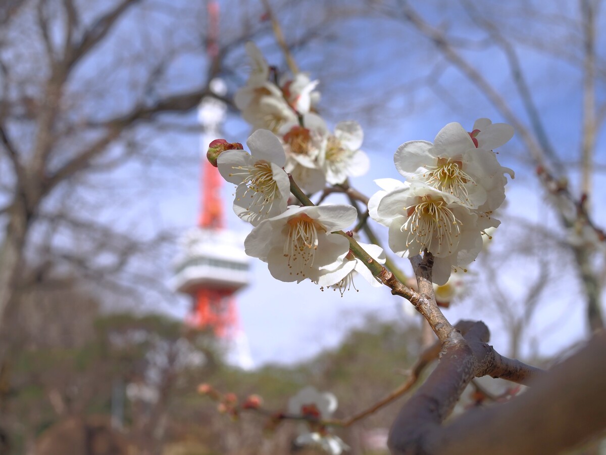 八幡山公園10