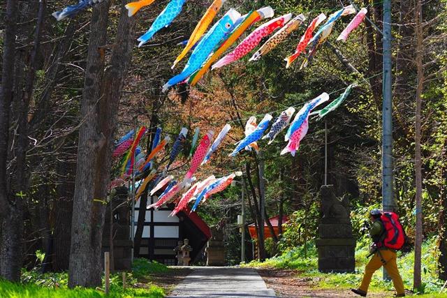 定山渓温泉渓流鯉のぼり2