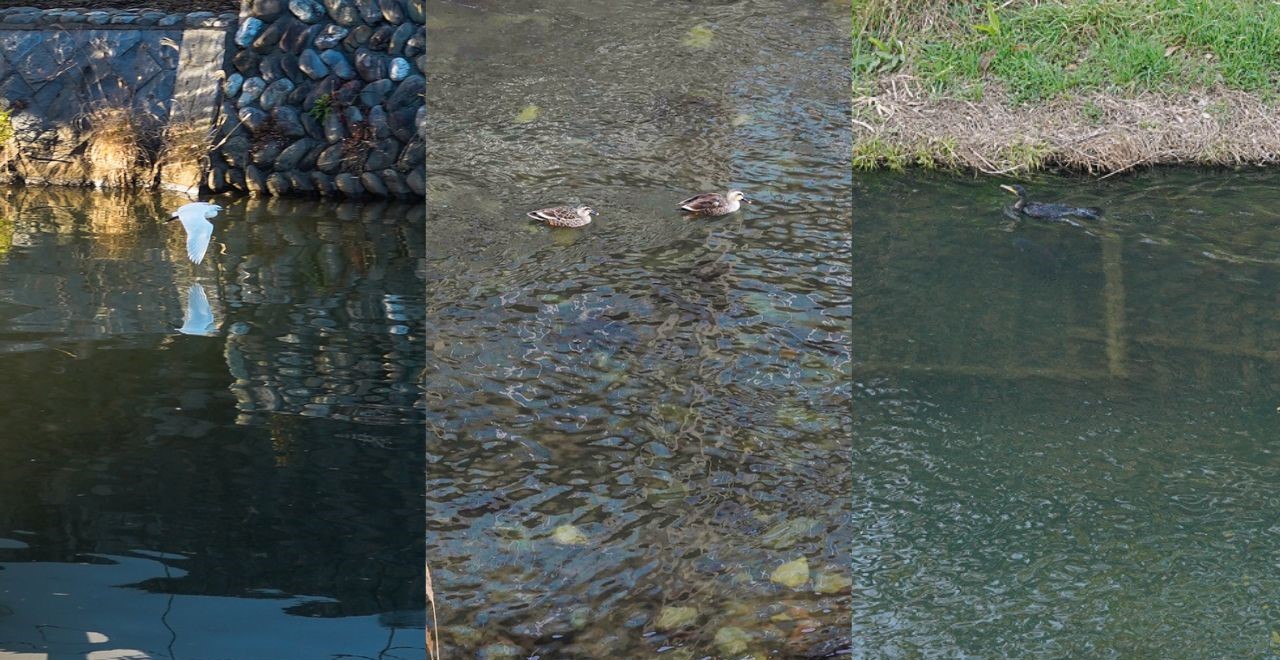 松川遊歩道　鳥たち