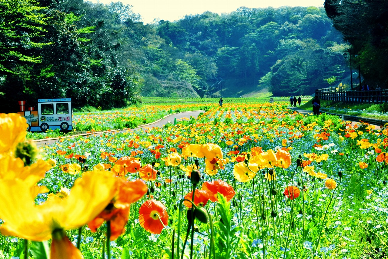 くりはま花の国2