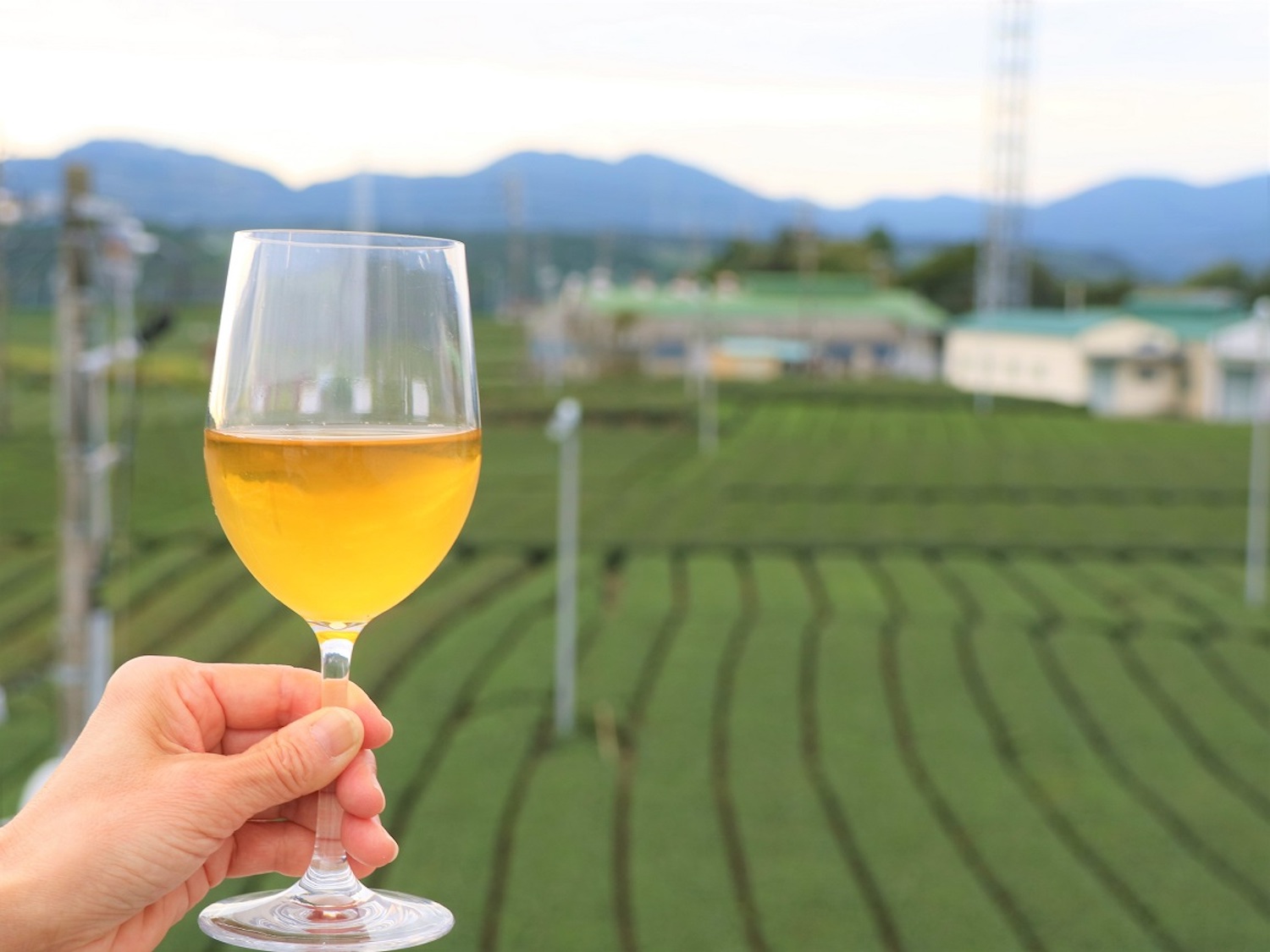 ふじのくに茶の都ミュージアム