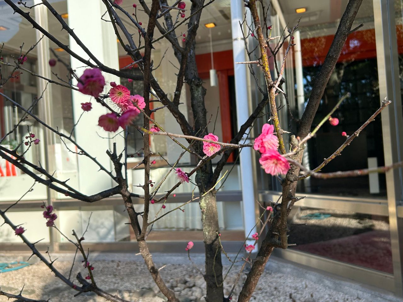 千葉天神の梅の花