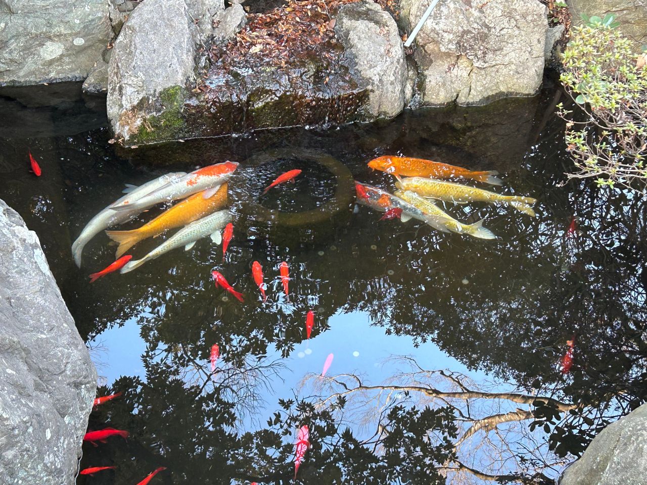 妙見池