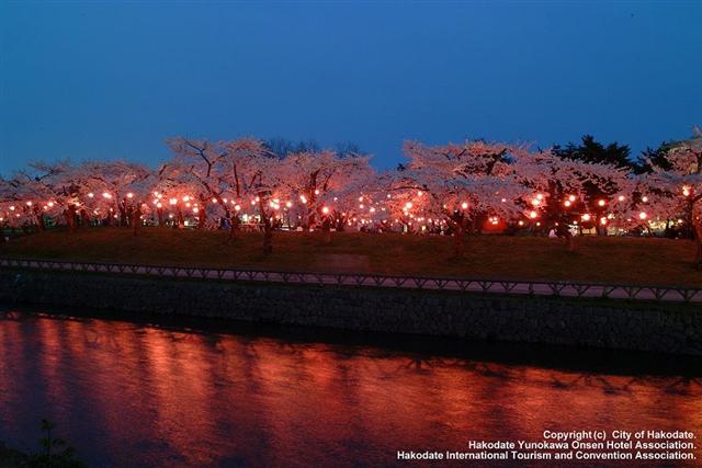 五稜郭公園の夜桜全景