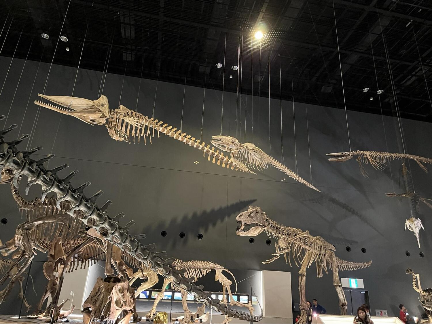 神奈川県立生命の星・地球博物館
