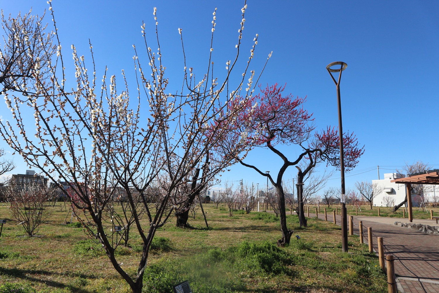 御幸公園の梅