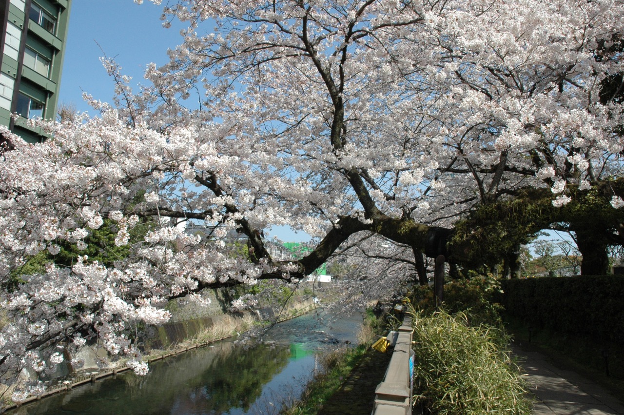 松川遊歩道　さくら