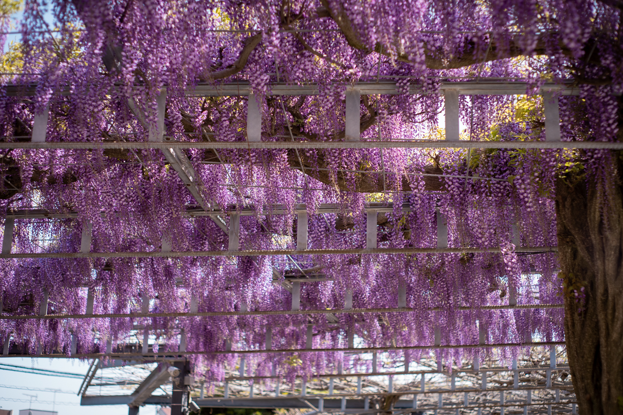 もりもりの藤の花