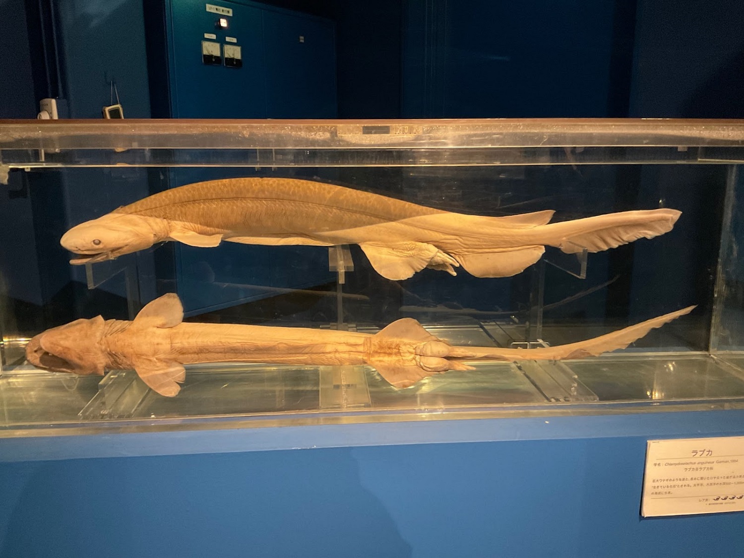 駿河湾深海生物館