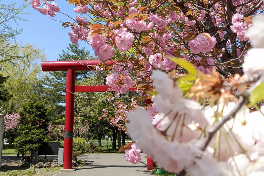 札幌護国神社の鳥居と桜