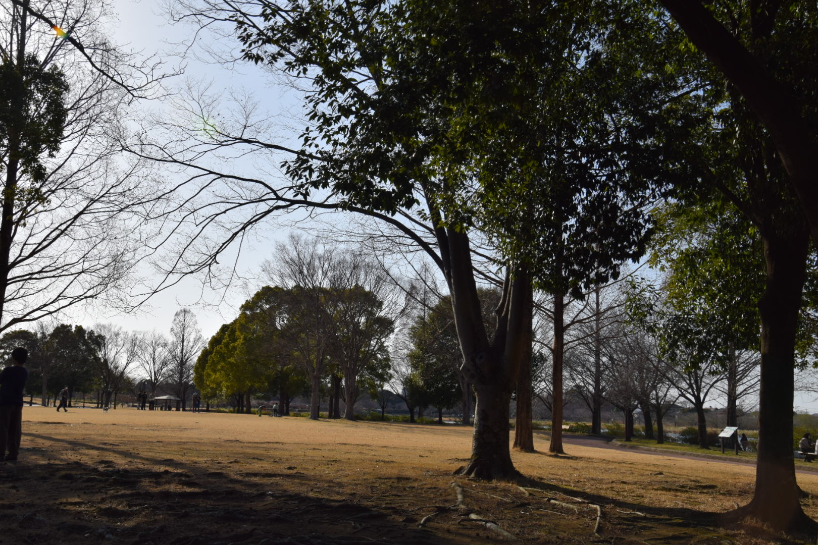 つつじが岡公園_広場