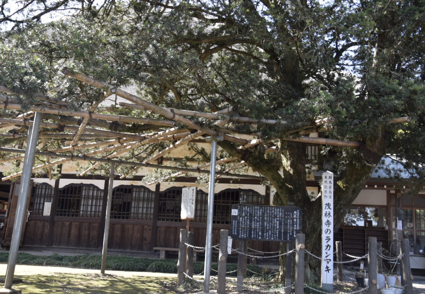 茂林寺_ラカンマキ