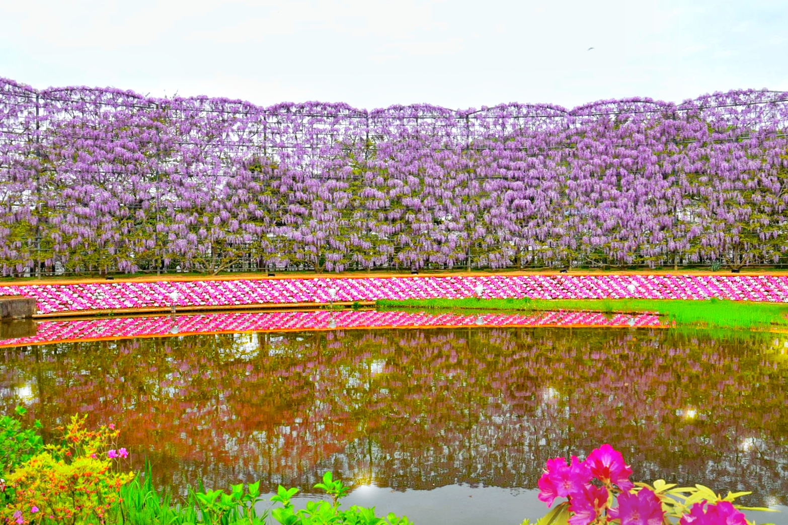 あしかがフラワーパーク_藤の花の壁