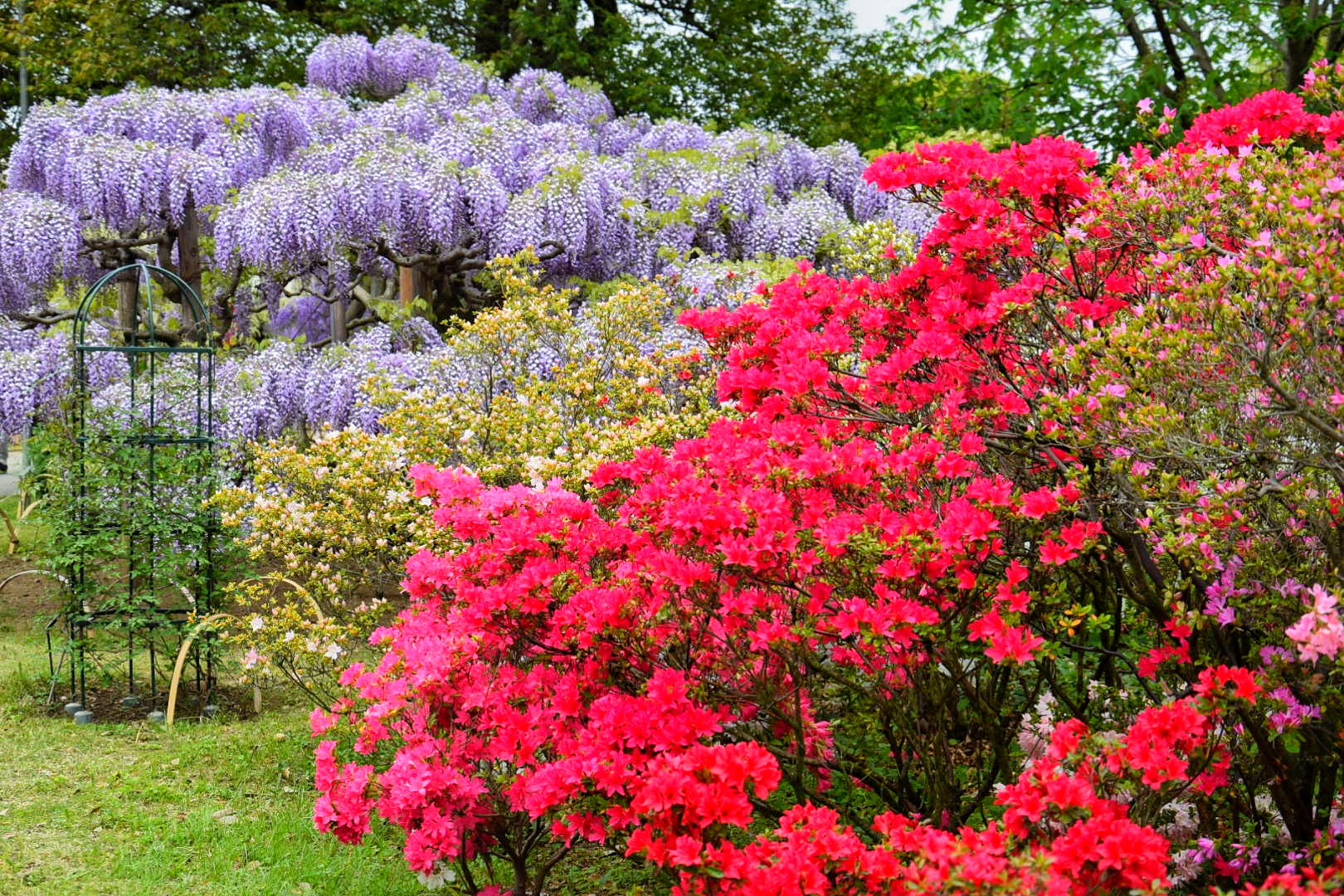 あしかがフラワーパーク_藤の花とツツジ