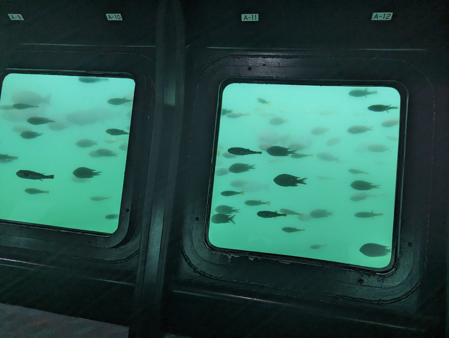 にじいろさかな号　魚1