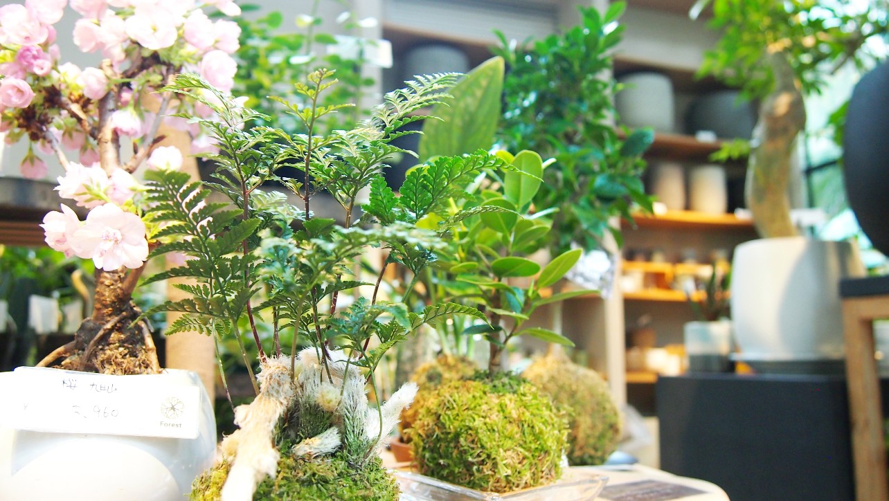 流山おおたかの森Forest珍しい植物も