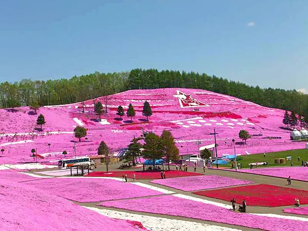 網走を彩るピンクグラデーション！春を感じる「ひがしもこと芝桜まつり