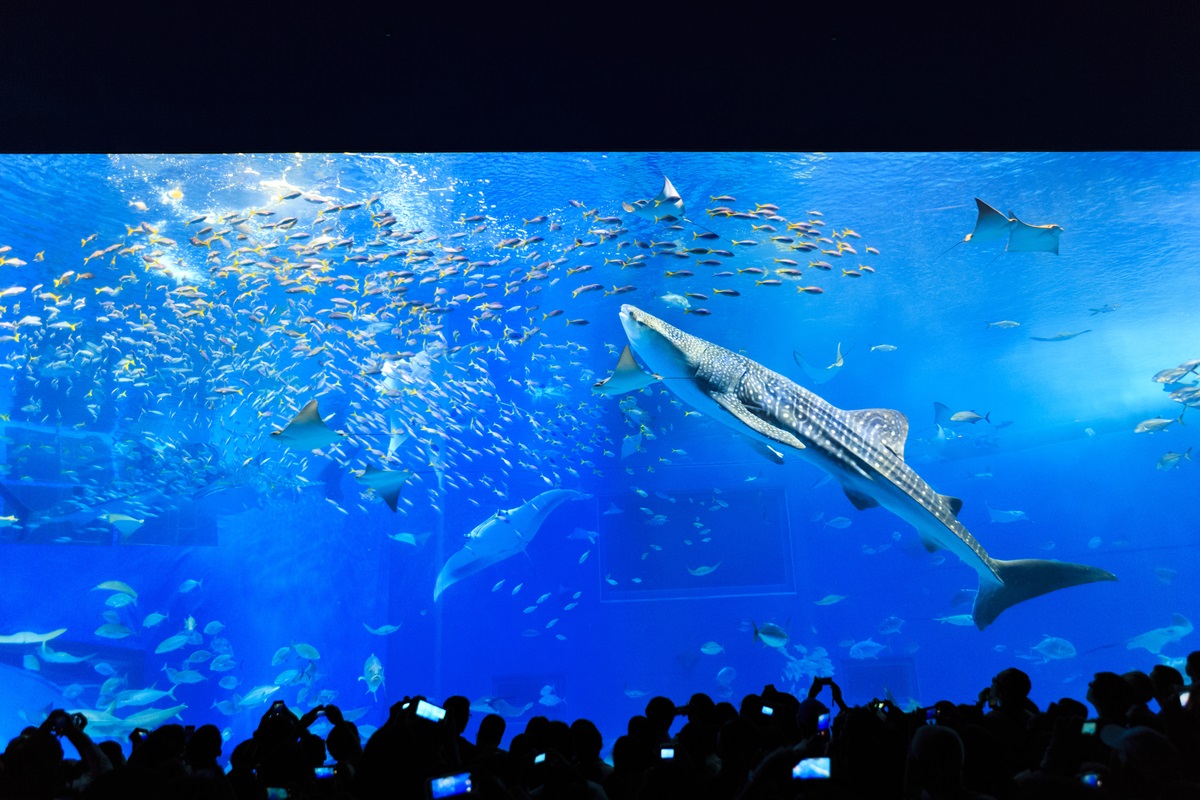 沖縄美ら海水族館_沖縄