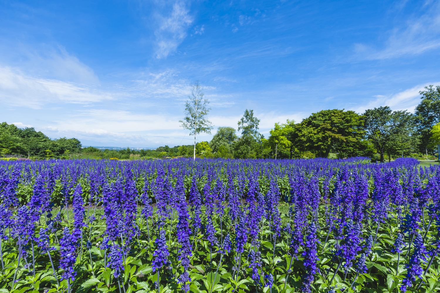 北海道ガーデン街道4