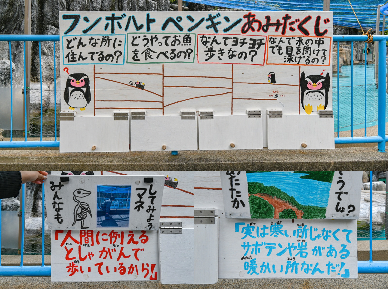 浜松市動物園_ペンギンクイズ