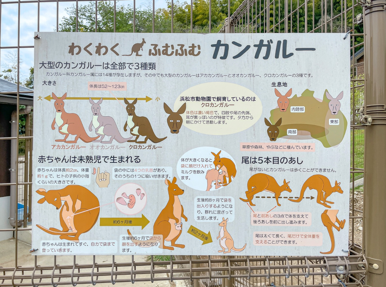 浜松市動物園_わくわくふむふむパネル