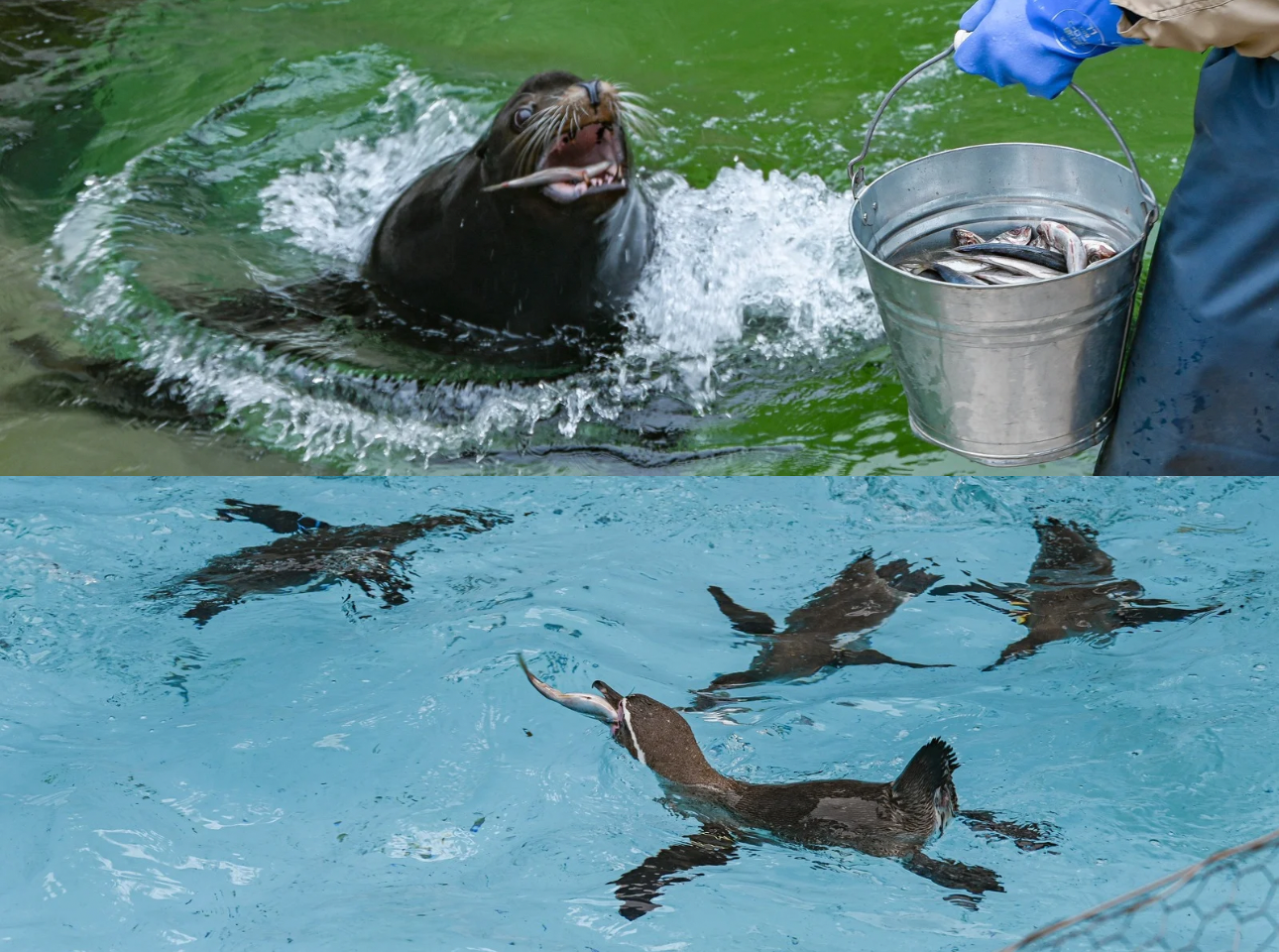 浜松市動物園_アシカペンギン食事
