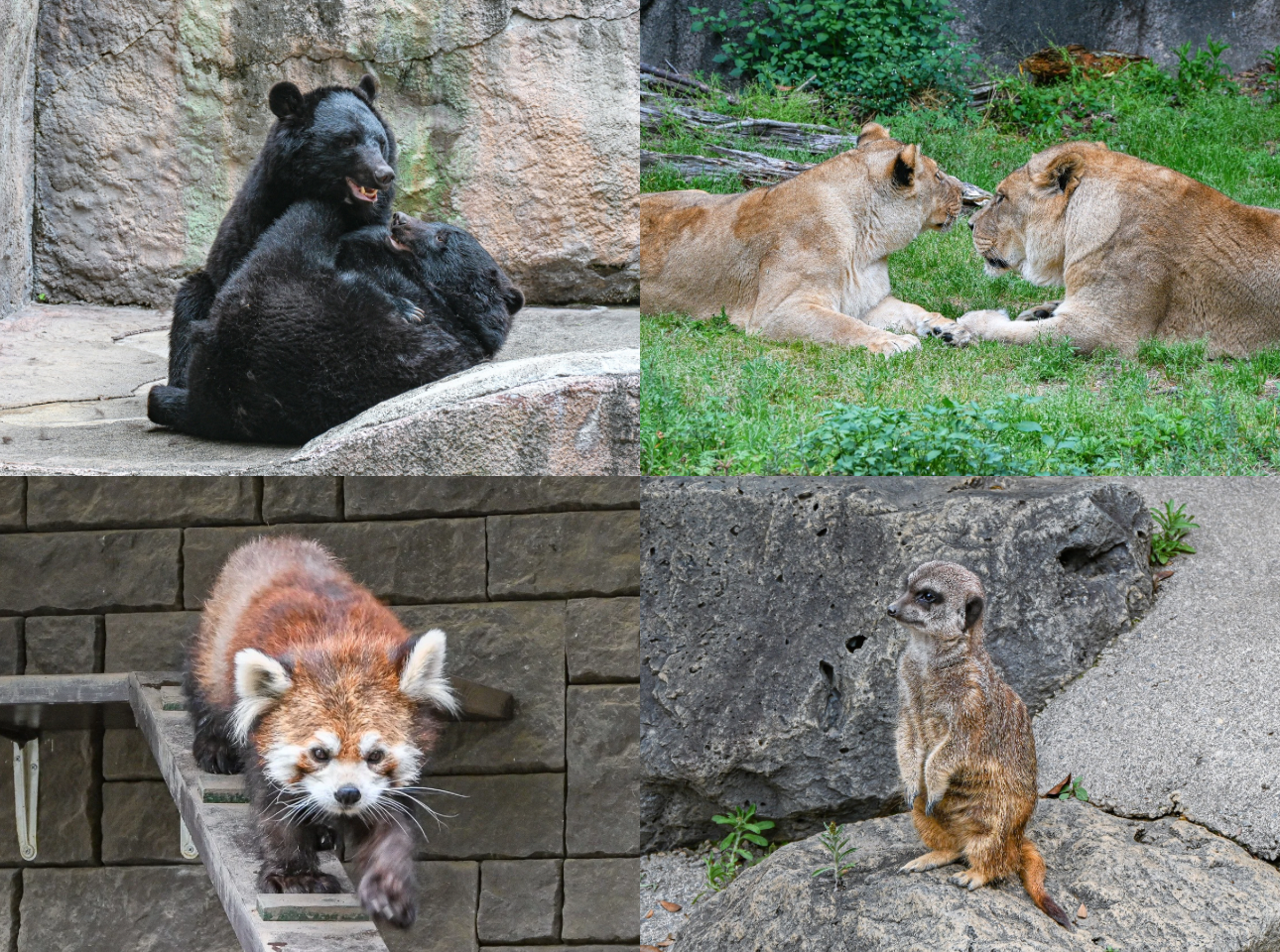 浜松市動物園_クマライオン