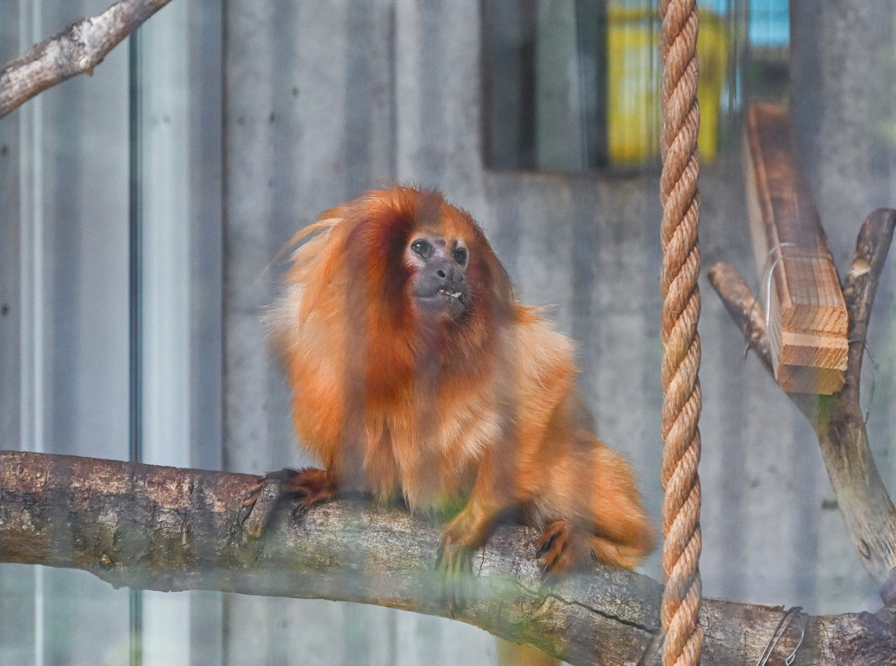 浜松市動物園_ゴールデンライオンタマリン