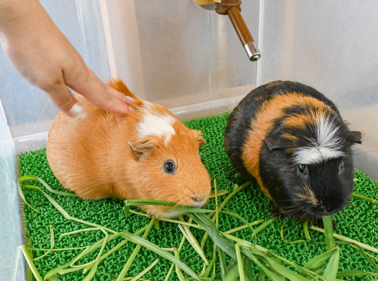 浜松市動物園_モルモットふれあい